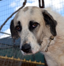 PUNTITO, Hund, Mischlingshund in Griechenland - Bild 9