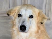 EVJENIOS, Hund, Mischlingshund in Griechenland - Bild 1