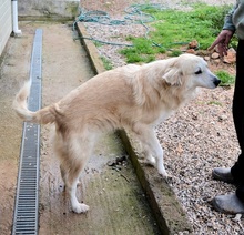 EVJENIOS, Hund, Mischlingshund in Griechenland - Bild 11