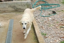 EVJENIOS, Hund, Mischlingshund in Griechenland - Bild 12