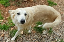 EVJENIOS, Hund, Mischlingshund in Griechenland - Bild 13
