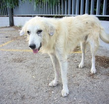 EVJENIOS, Hund, Mischlingshund in Griechenland - Bild 14