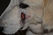 EVJENIOS, Hund, Mischlingshund in Griechenland - Bild 15