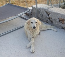 EVJENIOS, Hund, Mischlingshund in Griechenland - Bild 3