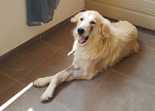 EVJENIOS, Hund, Mischlingshund in Griechenland - Bild 5