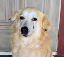 EVJENIOS, Hund, Mischlingshund in Griechenland - Bild 7