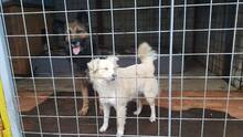 MAFY, Hund, Mischlingshund in Slowakische Republik - Bild 4