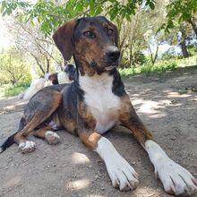 SAMU, Hund, Jagdhund-Mix in Griechenland - Bild 2