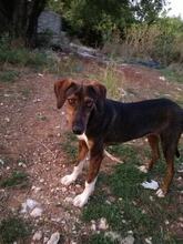 SAMU, Hund, Jagdhund-Mix in Griechenland - Bild 6
