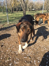 SAMU, Hund, Jagdhund-Mix in Griechenland - Bild 7
