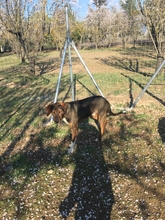 SAMU, Hund, Jagdhund-Mix in Griechenland - Bild 9