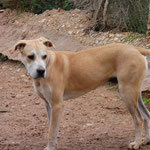 FER, Hund, Mischlingshund in Spanien - Bild 4