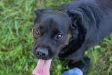 SHADO, Hund, Mischlingshund in Kroatien - Bild 1