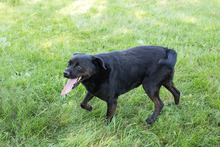 SHADO, Hund, Mischlingshund in Kroatien - Bild 4
