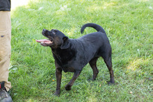 SHADO, Hund, Mischlingshund in Kroatien - Bild 5