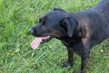 SHADO, Hund, Mischlingshund in Kroatien - Bild 7