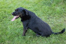 SHADO, Hund, Mischlingshund in Kroatien - Bild 8