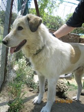 NEOS, Hund, Mischlingshund in Griechenland - Bild 12