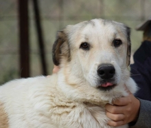 NEOS, Hund, Mischlingshund in Griechenland - Bild 14