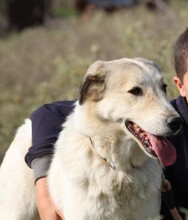 NEOS, Hund, Mischlingshund in Griechenland - Bild 2
