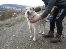 NEOS, Hund, Mischlingshund in Griechenland - Bild 4