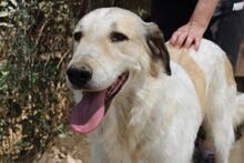 NEOS, Hund, Mischlingshund in Griechenland - Bild 7