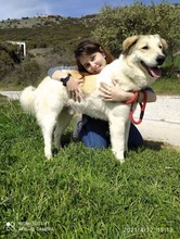 NEOS, Hund, Mischlingshund in Griechenland - Bild 8