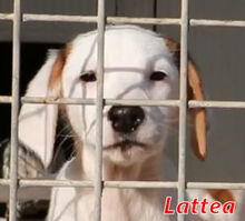 LATTEA, Hund, Mischlingshund in Stulln - Bild 10