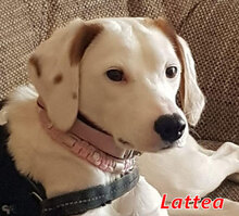 LATTEA, Hund, Mischlingshund in Stulln - Bild 14