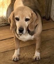CAROL, Hund, Beagle-Mix in Italien - Bild 3