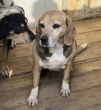 CAROL, Hund, Beagle-Mix in Italien - Bild 5