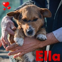 ELLA, Hund, Terrier-Mix in Rumänien - Bild 1