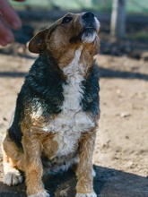 ELLA, Hund, Terrier-Mix in Rumänien - Bild 2