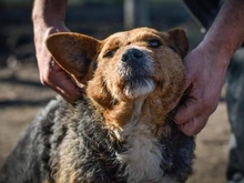 ELLA, Hund, Terrier-Mix in Rumänien - Bild 4