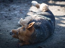 ELLA, Hund, Terrier-Mix in Rumänien - Bild 5