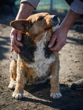 ELLA, Hund, Terrier-Mix in Rumänien - Bild 6