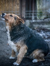 ELLA, Hund, Terrier-Mix in Rumänien - Bild 7