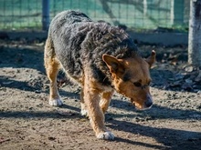 ELLA, Hund, Terrier-Mix in Rumänien - Bild 8
