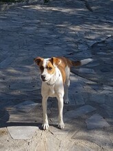 LARA, Hund, Mischlingshund in Spanien - Bild 2