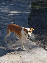 LARA, Hund, Mischlingshund in Spanien - Bild 3