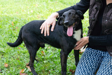 POTO, Hund, Mischlingshund in Kroatien - Bild 2