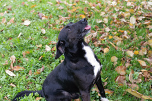 POTO, Hund, Mischlingshund in Kroatien - Bild 3