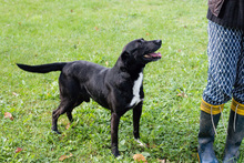 POTO, Hund, Mischlingshund in Kroatien - Bild 5
