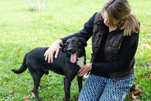 POTO, Hund, Mischlingshund in Kroatien - Bild 6