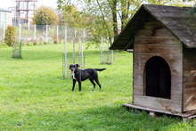 POTO, Hund, Mischlingshund in Kroatien - Bild 7