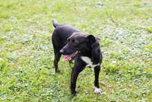 POTO, Hund, Mischlingshund in Kroatien - Bild 8