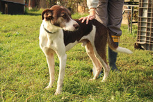 PICO, Hund, Mischlingshund in Kroatien - Bild 3