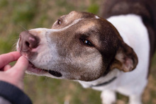 PICO, Hund, Mischlingshund in Kroatien - Bild 4