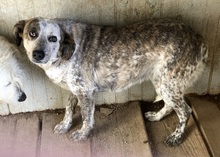 ABBANON, Hund, Mischlingshund in Italien - Bild 5
