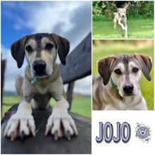 JOJO, Hund, Mischlingshund in Lohberg - Bild 1